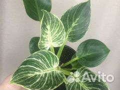 Филодендрон биркин вайт