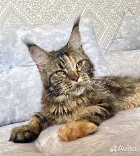 Котята мейн-кун