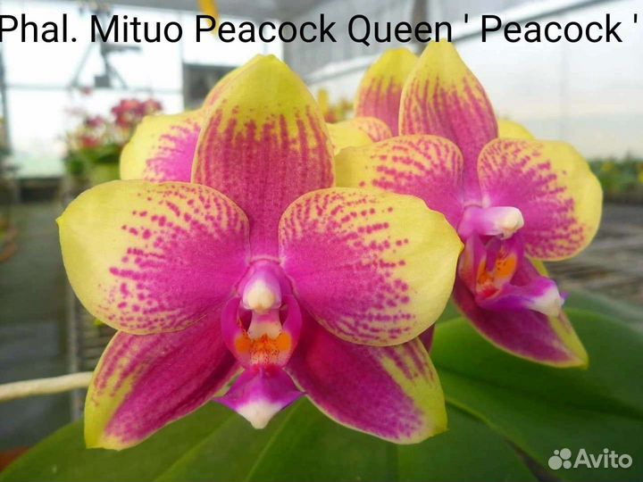 Орхидея фаленопсис