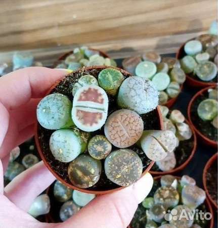 Литопсы живые камни