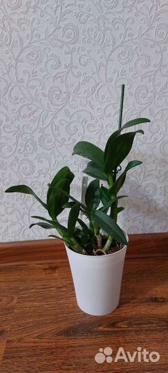 Дендрофаленопсис Sa-nook Polar Fire