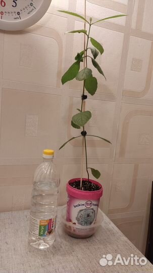 Клеродендрум Угандийский