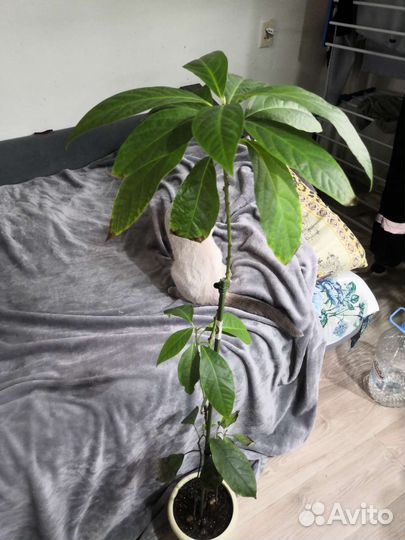 Растения для дома