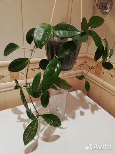 Отростки Хойи Великолепной