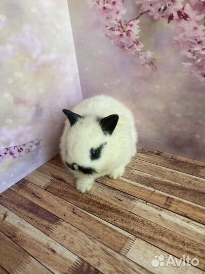 Мини кролики