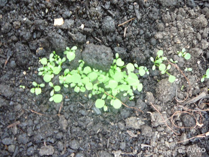 Семена микроклевера