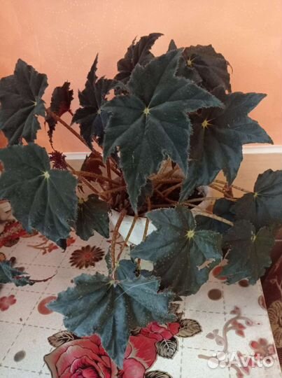 Бегония, Гибискус