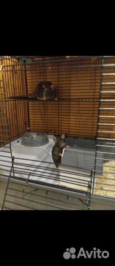 В добрые руки черные крысята