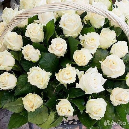 Высокие Розы с Доставкой