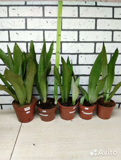 Сансевиерия сортовая 2