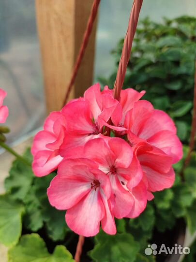 Пеларгония герань