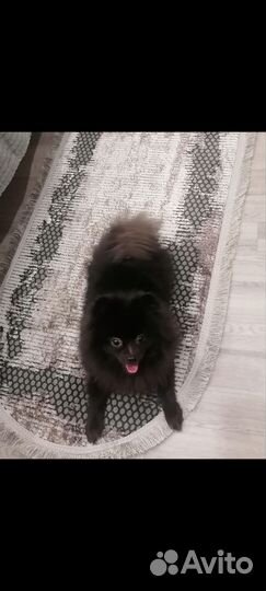 Кобель для вязки немецкий шпиц