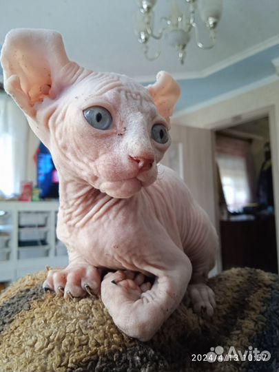 Канадский сфинкс котенок