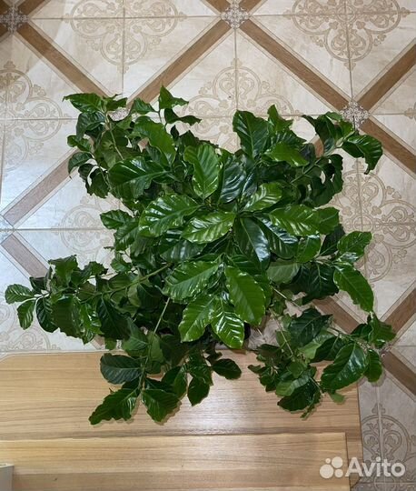 Кофе Арабика растение