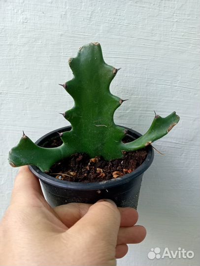 Суккуленты