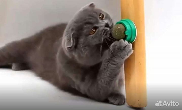 Британский вислоухий, кот бесплатно