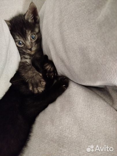 Отдам в добрые руки