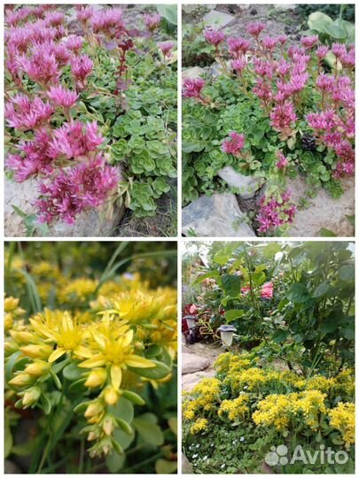 Цветы садовые разные