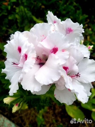 Пеларгония герань королевская