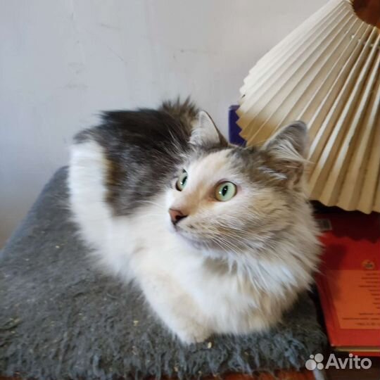 Котик Атлант в добрые руки