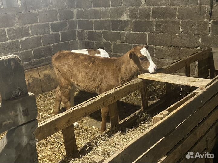 Телята телочки