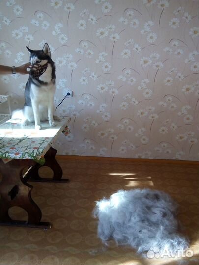 Услуги грумера, груминг, стрижка собак и кошек