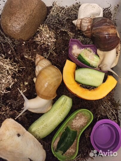 Улитки Ахатины