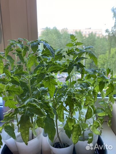 Рассада помидор черри