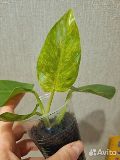 Филодендрон Гигантум