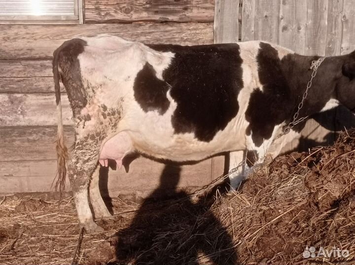 Корова дойная