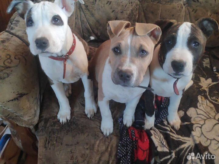 Стаффордширский терьер