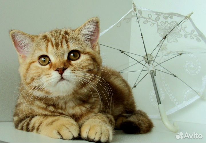 Маленькая леди