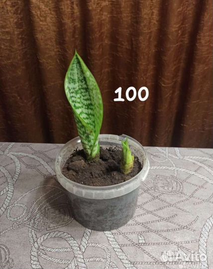 Сансевиерия