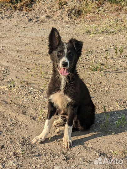 Щенок подросток в добрые руки