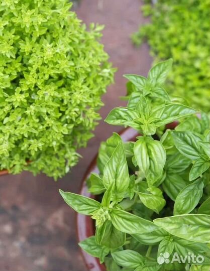 Мята. 130 коллекционных сортов