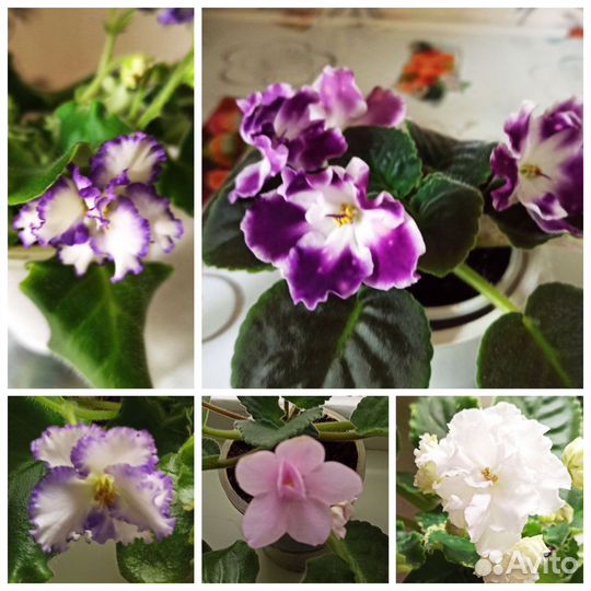 Сортовые цветущие фиалки