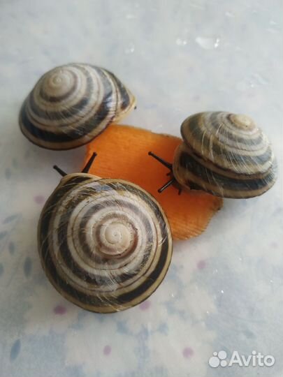 Лимиколярия Караколус