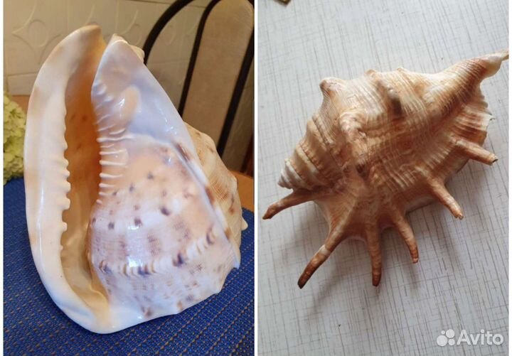 Ракушка морская