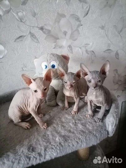 Котята донского сфинкса