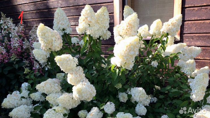 Гортензия Метельчатая