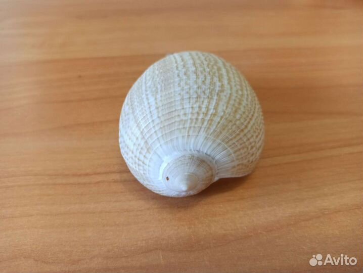 Морская раковина