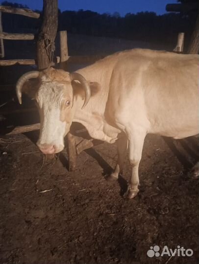 Корова дойная