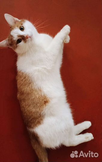 Кошки в добрые руки