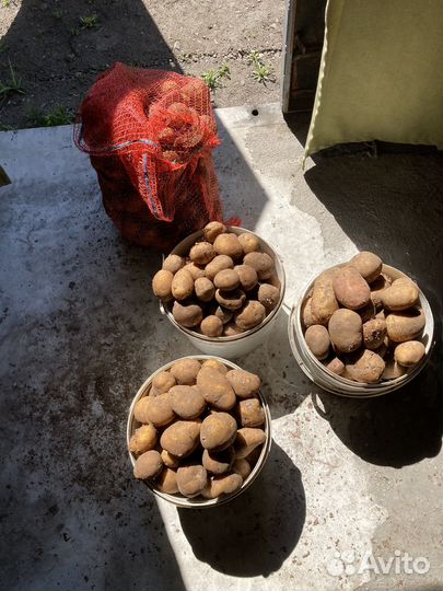 Картофель едовой