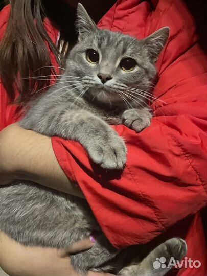 Серый котик