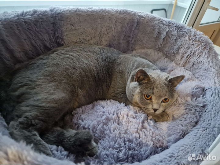 Шотландский кот на вязку