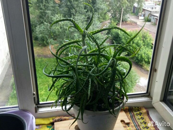 Продам цветы комнатные с горшком