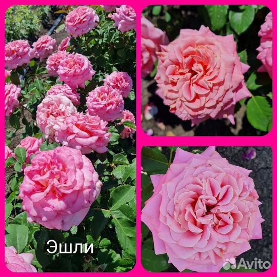 Продается роза