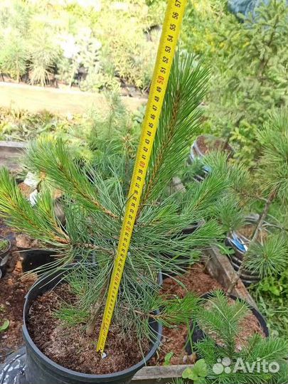 Саженцы сосны черной пирамидальной