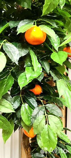 Декоративное дерево Мандарин 150-160 см